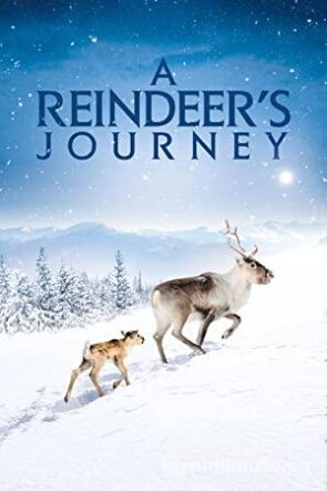 A Reindeer’s Journey
